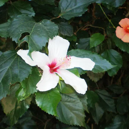 Apartmanhotel Staggia