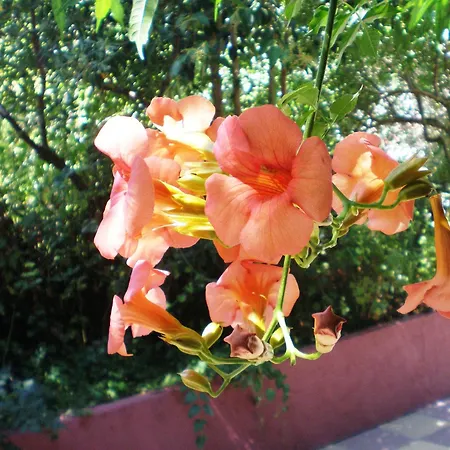 Hotel de apartamente Staggia 3*