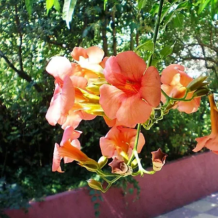 Staggia Sami (Kefalonia)